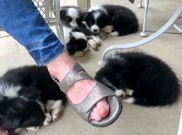 5 sleepy pups at Sally's feet