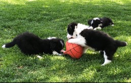 Playing with big ball