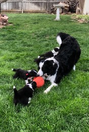 Chloe teaches pups toplayball
