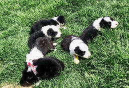 Pups on grassfor the first time
