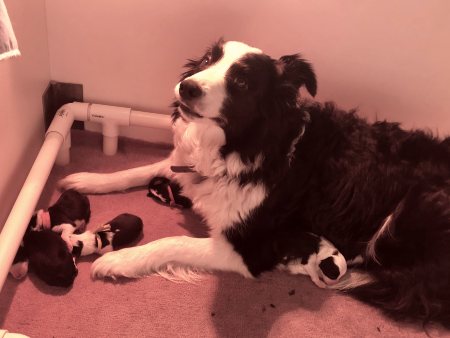 Chloe with her pups on their first morning (under heat lamp)