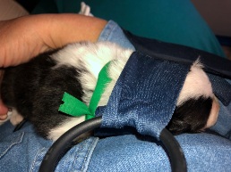 Green craled into the sling, asleep