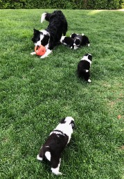 Chloe teaches pups toplay ball