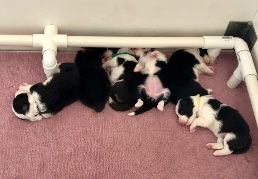 Pups at 15 days