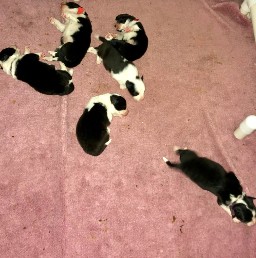Pups on day 8