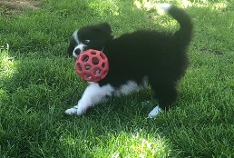 Red with a new ball toy