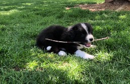 Red enjoys a stick