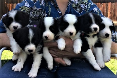 The pups at 4 weeks