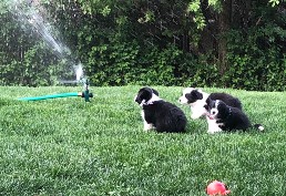First sprinklers