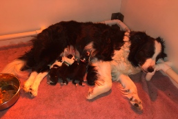 Tired mom and puppies