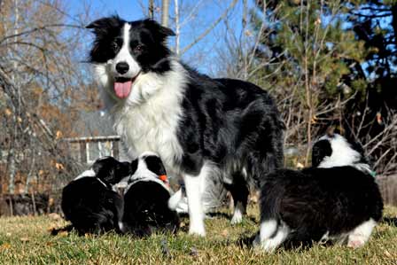 Big Sis Aoife surrounded by pups