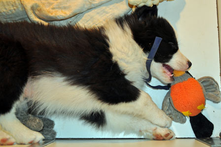 Blue asleep with toy in his mouth