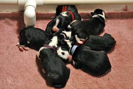 First day puppy pile