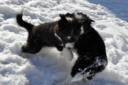 Snow wrestling