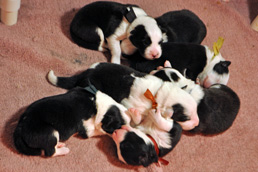 Puppy pile, 1 week