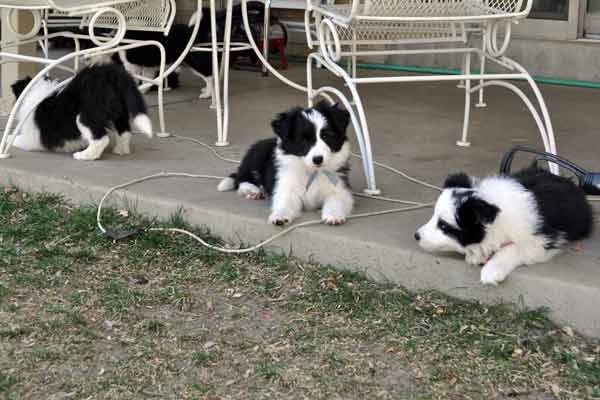 Pups on the porch
