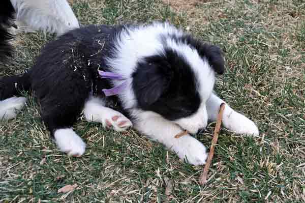 Purple with her first stick