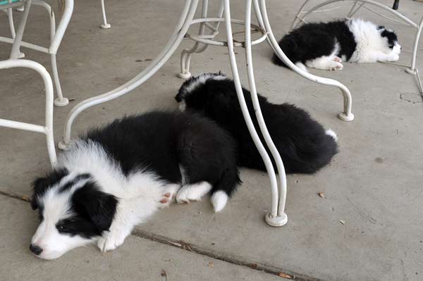 Three tired pups