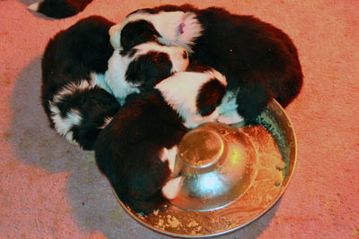 Four sleeping in the bowl