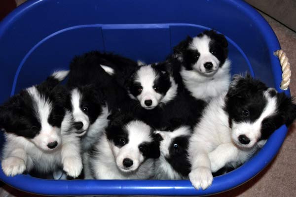 Pups at 7 weeks
