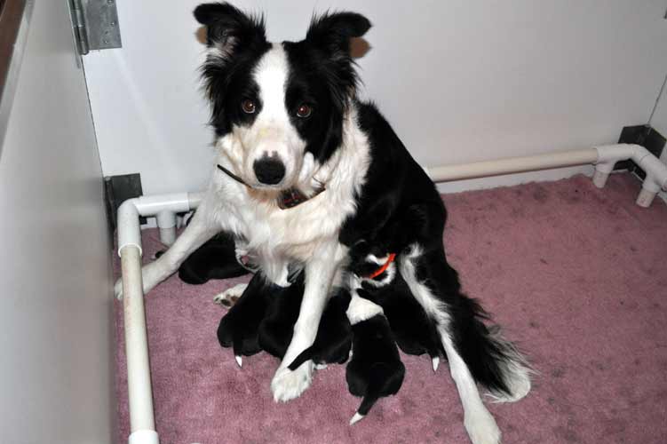 Clodagh and pups at one week