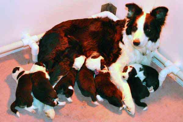 Clodagh and pups at two weeks