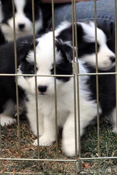 Pups in the exercise pen
