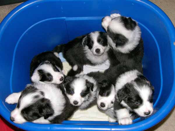 Barrel o' 6-week-old pups