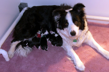 Clodagh and her litter on day 1