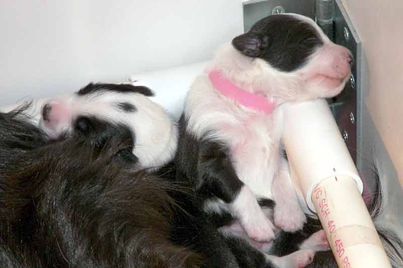 Puppies sleep in some strange positions