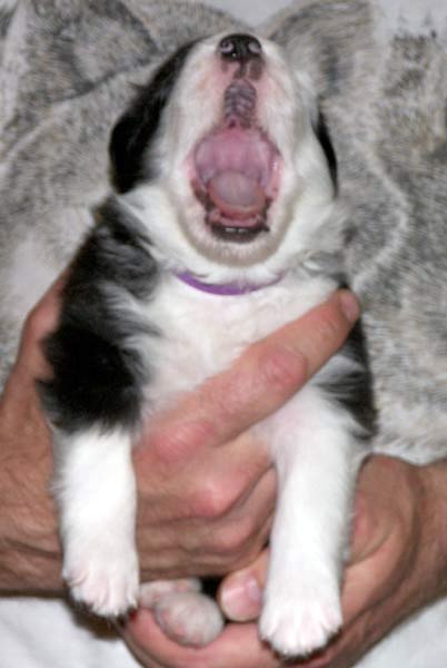 Purple yawns at 3 weeks