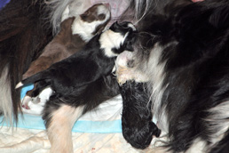 Three pups nursing together