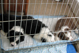three sleeping in the crate