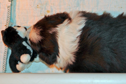 Geen with his border collie toy