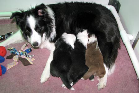 Pups nursing at 19 days