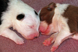 Pink and Red nose to nose (5 days old)