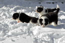 Three snow puppies