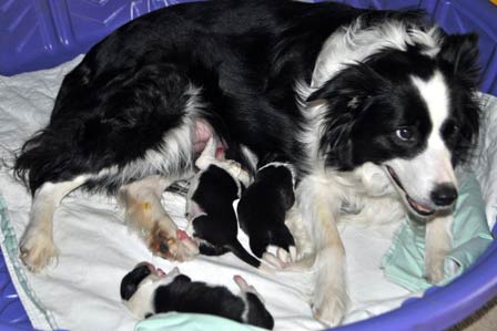 Fallon and pups on Day 1