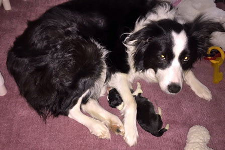 Pup under mom's leg, day 1