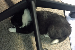 Asleep under my office chair