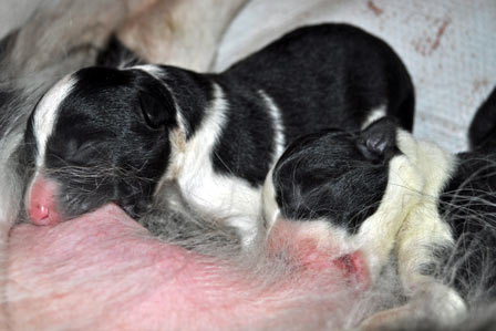 First 2 pups nursing