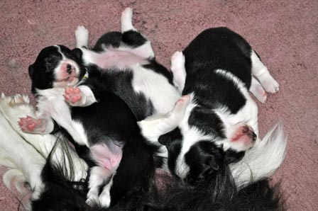 Puppy pile 1 week
