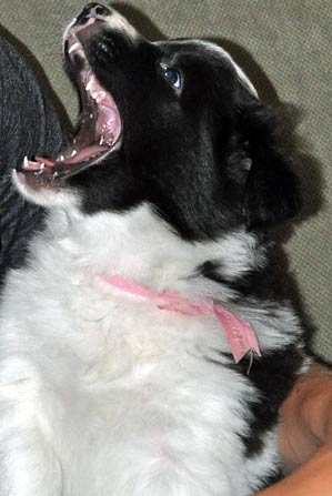 Pink's big yawn