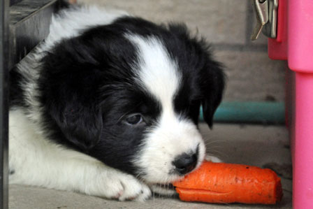 Red enjoys a carrot
