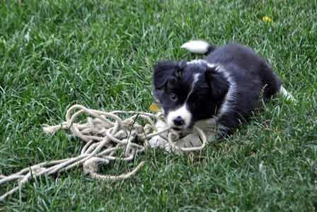 Yellow plays with rope