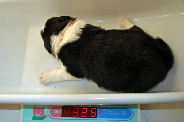 Pink sleeps on the scale (3.25 pounds!)