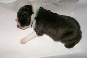 Green naps on the scale at 13 days
