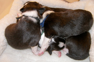Puppy Pile at 10 days