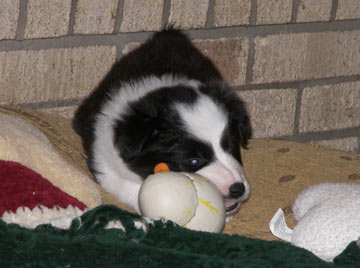 Red with her chickie toy at 5 weeks