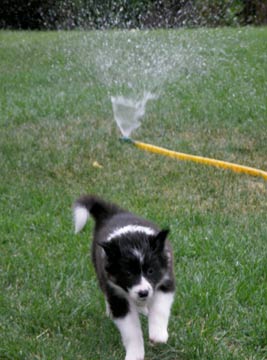 Running from the sprinkler